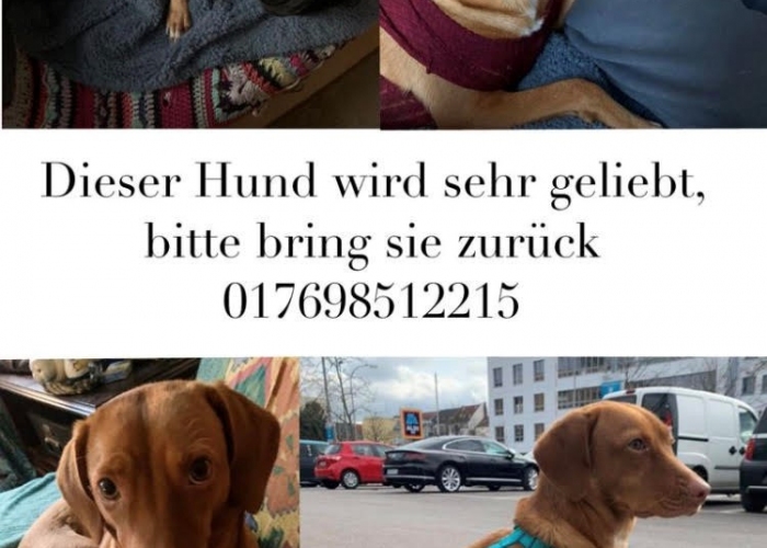 Mischling-Hund, Elda, Tierheim Burgdorf