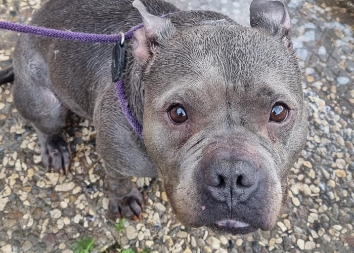 Staffordshire-Bullterrier-Mix-Hund, Erna, Tierheim Burgdorf