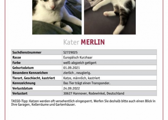 EKH-Katze, Merlin, Tierheim Burgdorf