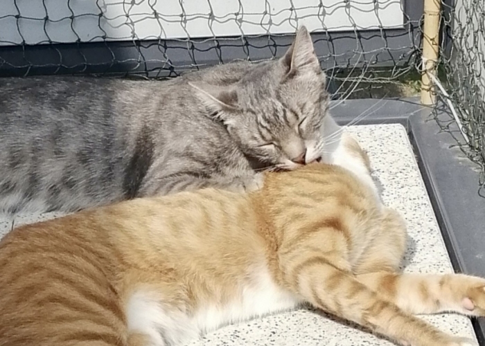 Hauskatzen-Katze, Tiny und Balim, Tierheim Burgdorf