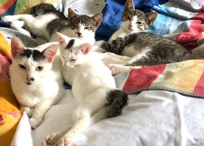 Hauskatze-Katze, Mutti und 3 Kinder, Tierheim Burgdorf