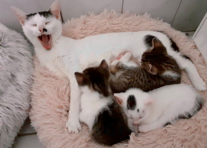 Hauskatze-Katze, Mutti und 3 Kinder, Tierheim Burgdorf