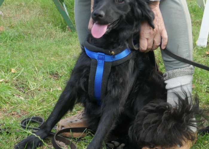 Mischling-Hund, Kasimir, Tierheim Burgdorf