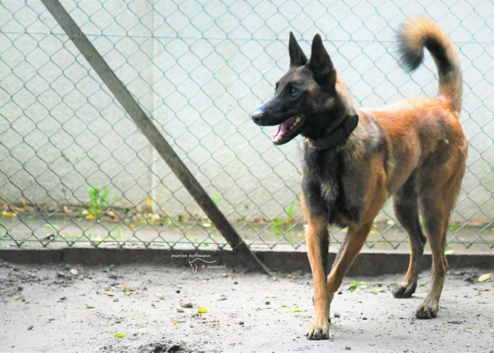 Malinois-Hund, Aiden , Tierheim Burgdorf