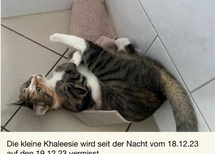 Katze, Hauskatze, Khaleesy, Tierheim Burgdorf