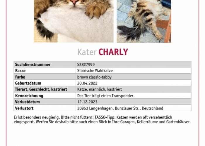 Sibirische Waldkatze-Katze, Charly, Tierheim Burgdorf