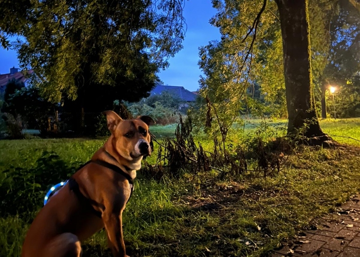 Schäferhund-Amarican Bully-Mix-Hund, Chase, Tierheim Burgdorf