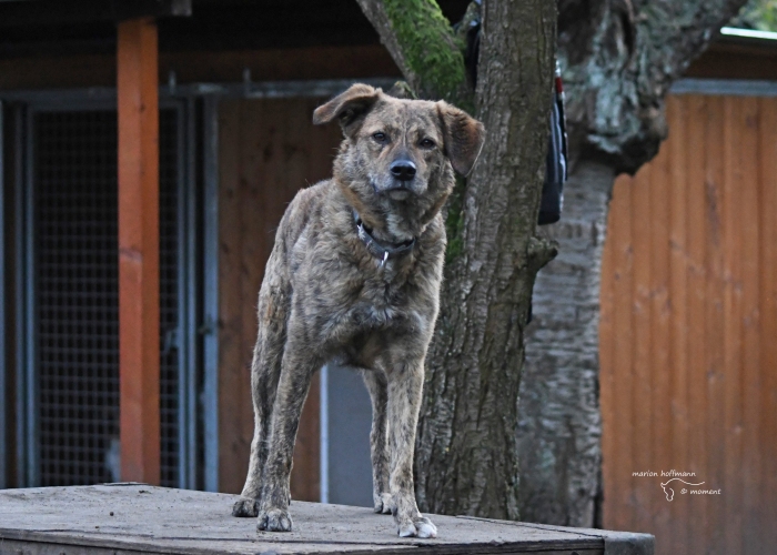 Rumänischer Edelmix-Hund, Valea, Tierheim Burgdorf