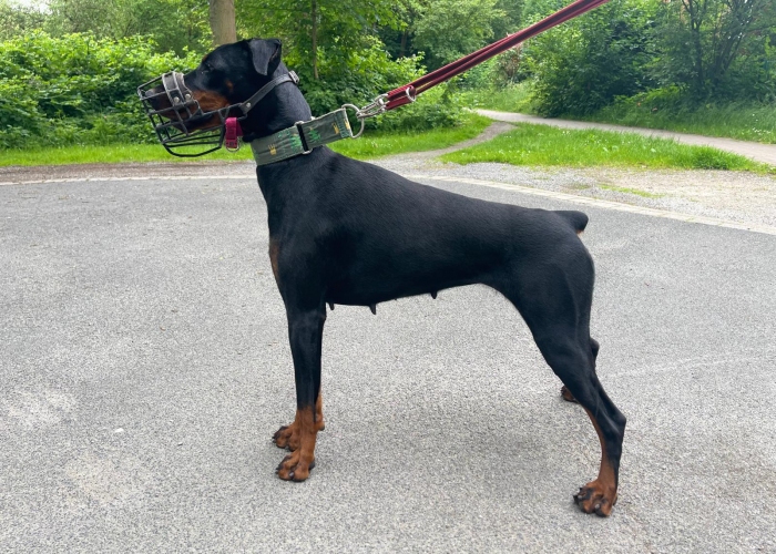 Dobermann-Hund, Caya, Tierheim Burgdorf