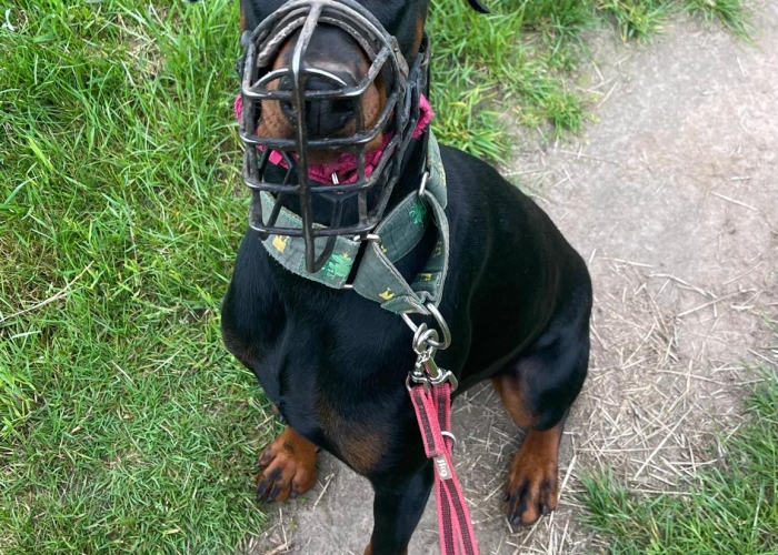 Dobermann-Hund, Caya, Tierheim Burgdorf