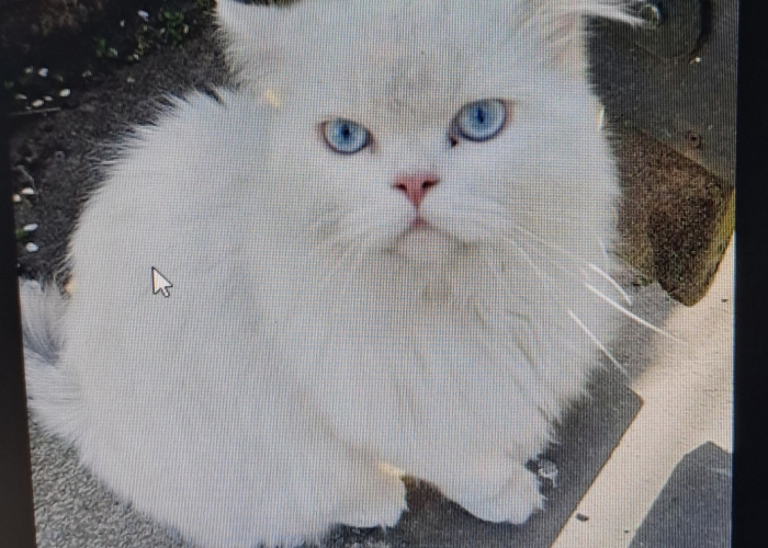 Perser-Katze, Percy, Tierheim Burgdorf