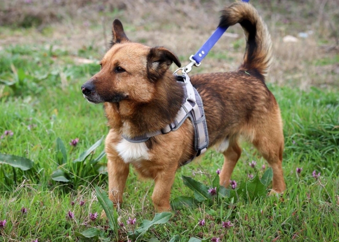 Mischling-Hund, Rocky, Tierheim Burgdorf