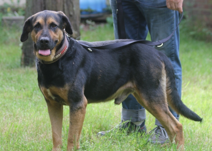 Mischling-Hund, Rufus, Tierheim Burgdorf