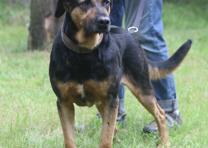 Mischling-Hund, Rufus, Tierheim Burgdorf