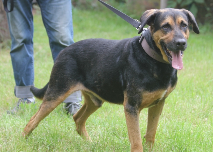 Mischling-Hund, Rufus, Tierheim Burgdorf