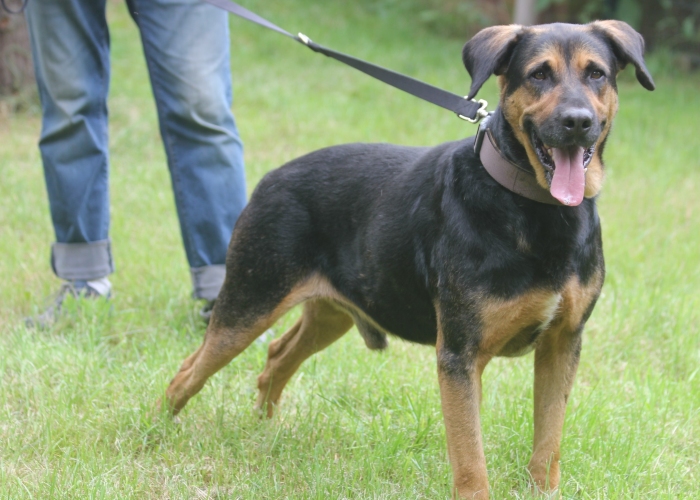 Mischling-Hund, Rufus, Tierheim Burgdorf