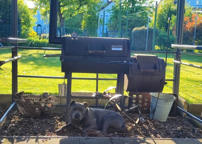 American Staffordshire Terrier-Hund, Öörni, Tierheim Burgdorf