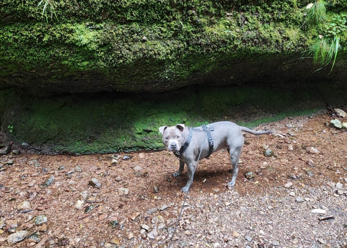 American Staffordshire Terrier-Hund, Öörni, Tierheim Burgdorf