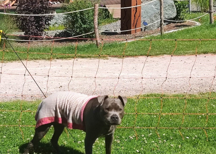 American Staffordshire Terrier-Hund, Öörni, Tierheim Burgdorf