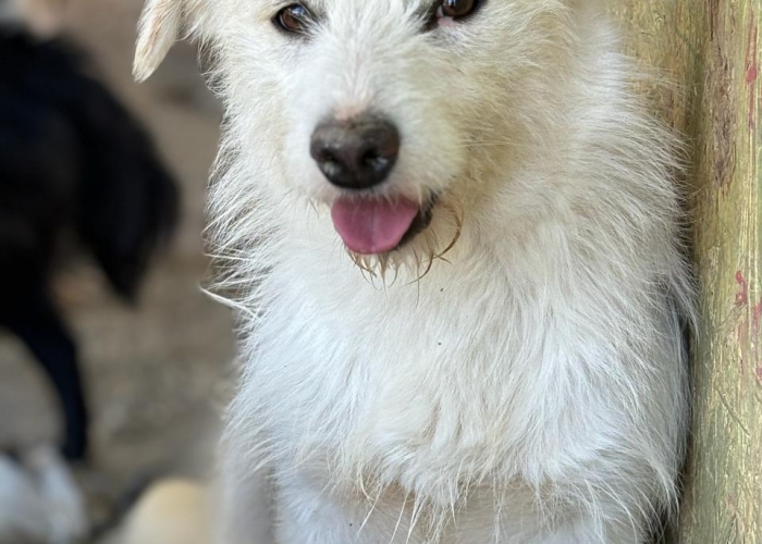 Hund, Mischling, Frida, Tierheim Burgdorf