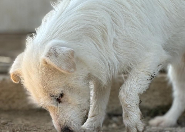 Mischling-Hund, Frida, Tierheim Burgdorf