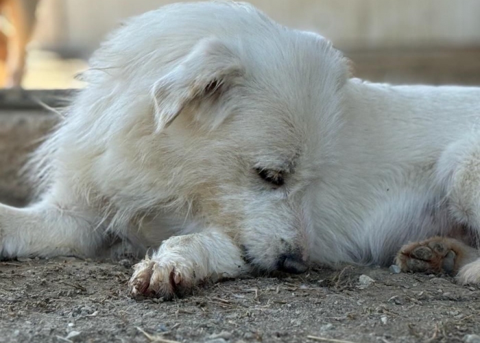 Mischling-Hund, Frida, Tierheim Burgdorf