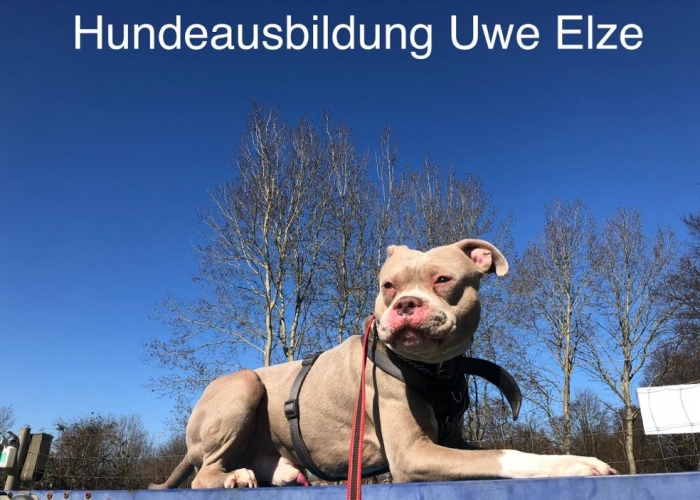 American Staffordshire Terrier Mix -Hund, Jumper, Tierheim Burgdorf