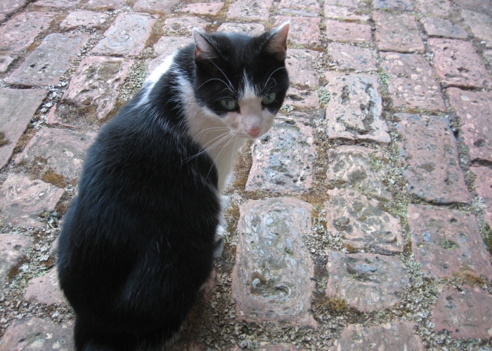 -Katze, , Tierheim Burgdorf