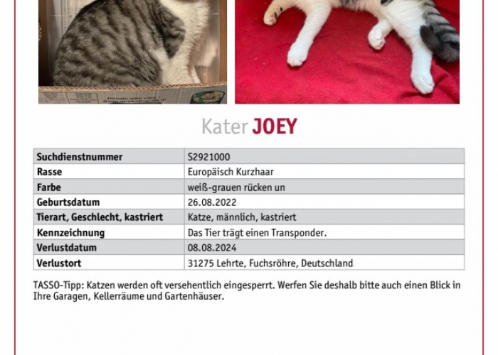 Katze, Europäisch-Kurzhaar, Joey, Tierheim Burgdorf