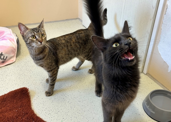 Nebelung und EKH-Katze, Akari und Ruri, Tierheim Burgdorf