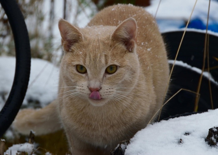 Mischling-Katze, Georgie, Tierheim Burgdorf