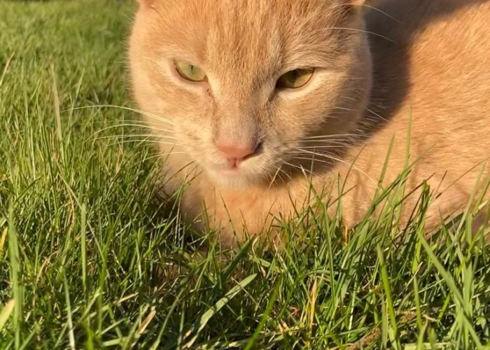 Mischling-Katze, Georgie, Tierheim Burgdorf