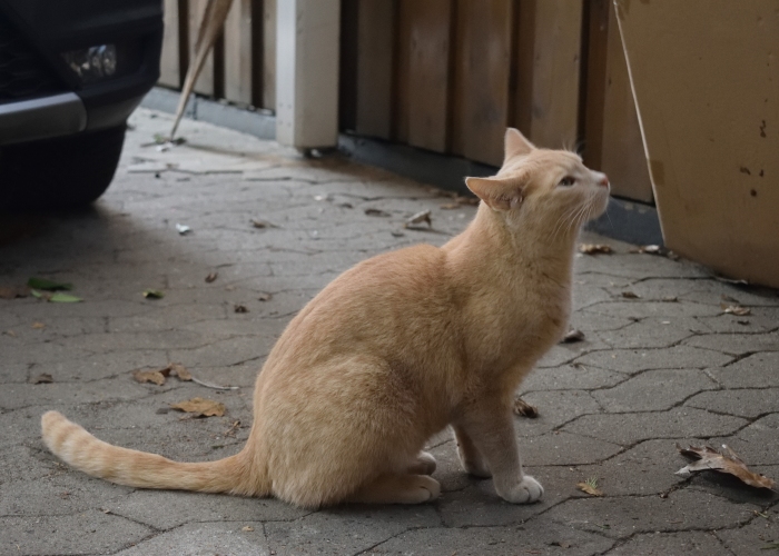 Mischling-Katze, Georgie, Tierheim Burgdorf