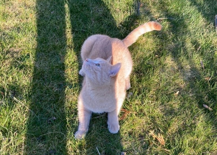 Mischling-Katze, Georgie, Tierheim Burgdorf