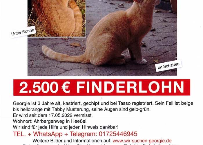 Mischling-Katze, Georgie, Tierheim Burgdorf