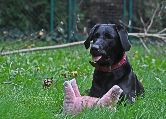 Hund, Labrador, Nala, Tierheim Burgdorf