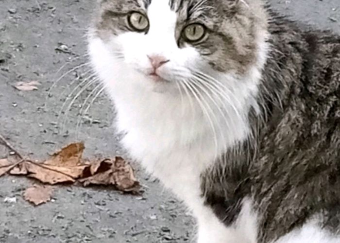 Europaeisch Langhaar-Katze, Pompom, Tierheim Burgdorf