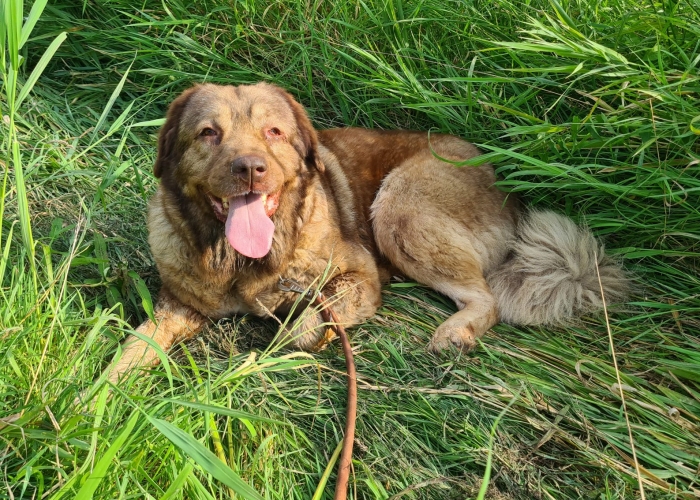 Hund, Kaukasischer Owtscharka-Mischling, Holly, Tierheim Burgdorf