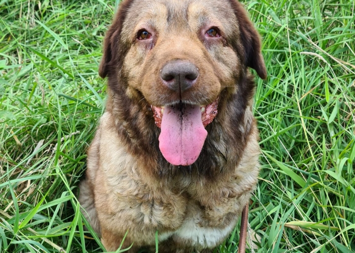 Kaukasischer Owtscharka-Mischling-Hund, Holly, Tierheim Burgdorf