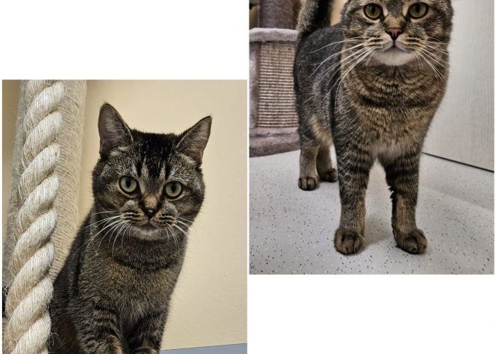 BKH-Katze, Mike und Molly, Tierheim Burgdorf