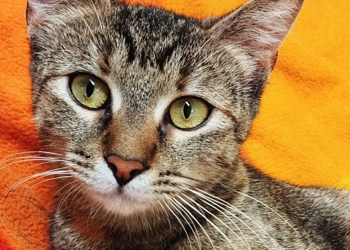 Nebelung und EKH-Katze, Akari und Ruri, Tierheim Burgdorf