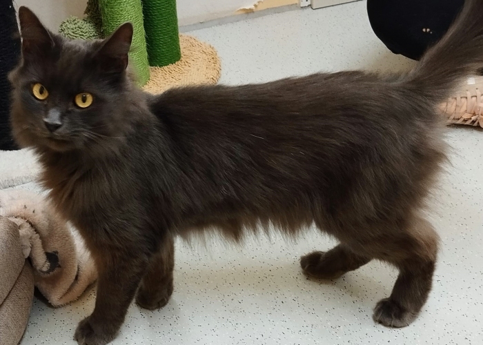 Nebelung und EKH-Katze, Akari und Ruri, Tierheim Burgdorf