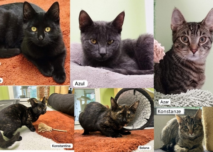 EKH-Mix -Katze, Unsere Kinderstube, Tierheim Burgdorf