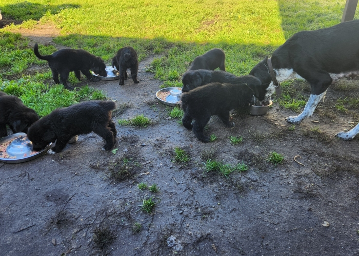 Hund, Dt. Kurzhaar-Bernersennen-Mix * Schweizer Schäferund, Welpen, Tierheim Burgdorf