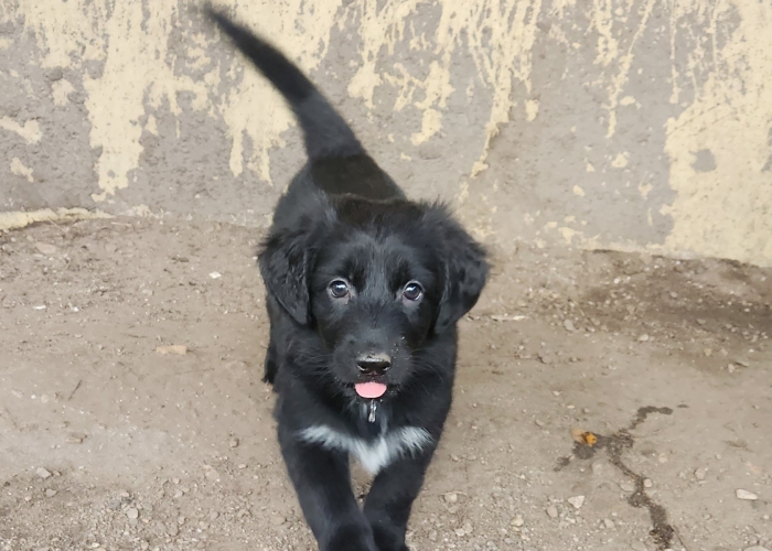 Dt. Kurzhaar-Bernersennen-Mix * Schweizer Schäferund-Hund, Welpen, Tierheim Burgdorf