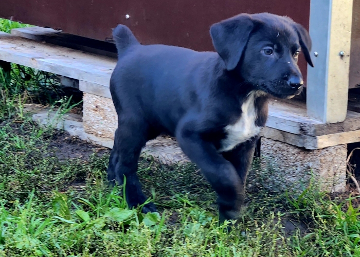 Dt. Kurzhaar-Bernersennen-Mix * Schweizer Schäferhund-Hund, Welpen, Tierheim Burgdorf