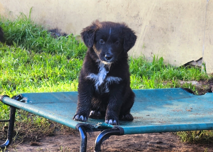 Dt. Kurzhaar-Bernersennen-Mix * Schweizer Schäferhund-Hund, Welpen, Tierheim Burgdorf