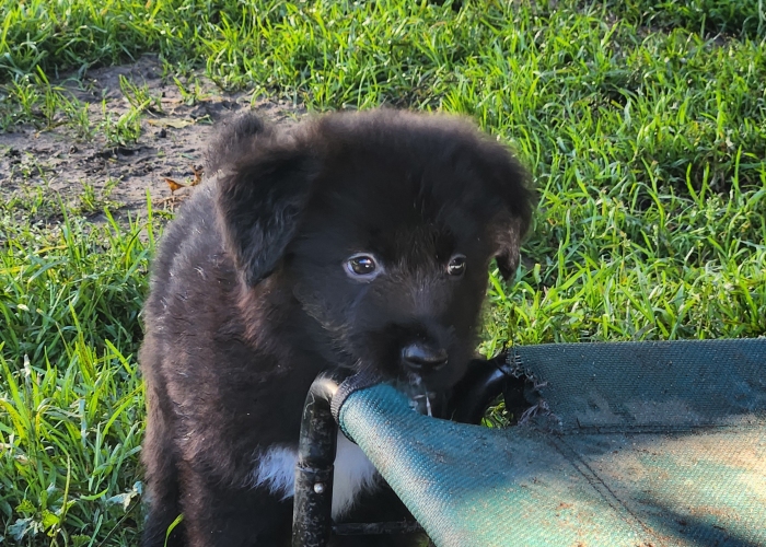 Dt. Kurzhaar-Bernersennen-Mix * Schweizer Schäferund-Hund, Welpen, Tierheim Burgdorf