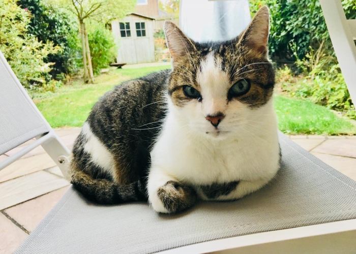 -Katze, Nino, Tierheim Burgdorf