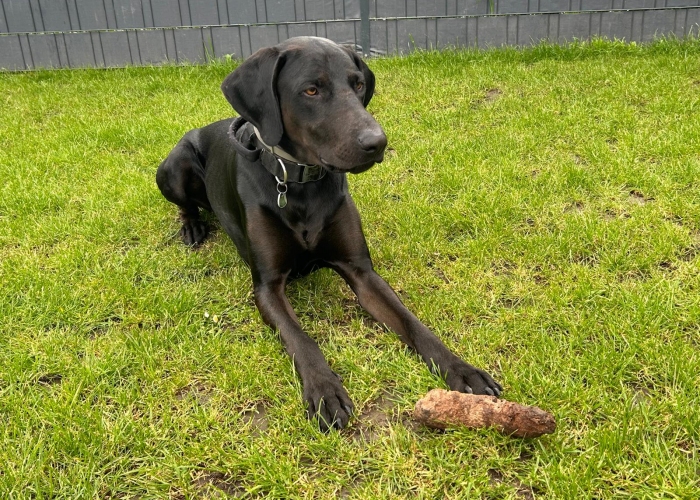 Hund, Weimeraner/ Magyar Vizsla , Django, Tierheim Burgdorf